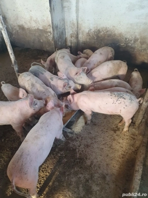 Porci diferite rase  20 -40 kg