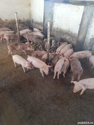 Porci diferite rase  20 -40 kg - imagine 2 Porci diferite rase  20 -40 kg - imagine 2