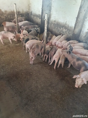 Porci diferite rase  20 -40 kg - imagine 3 Porci diferite rase  20 -40 kg - imagine 3
