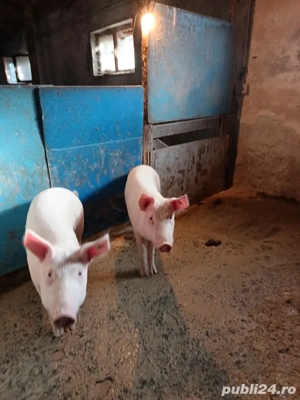 vând porci - imagine 2 vând porci - imagine 2