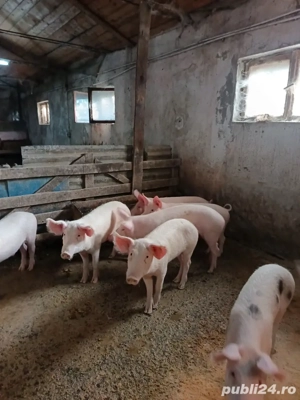 vând porci - imagine 3 vând porci - imagine 3