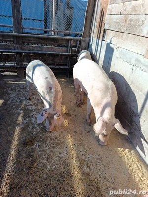 vând porci - imagine 4 vând porci - imagine 4