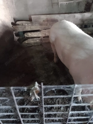 Vand porci pentru taiat