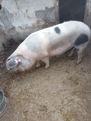 Vand porci pentru taiat - imagine 2 Vand porci pentru taiat - imagine 2