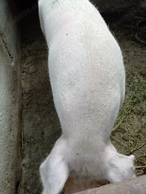 Vand porci pentru taiat - imagine 3 Vand porci pentru taiat - imagine 3