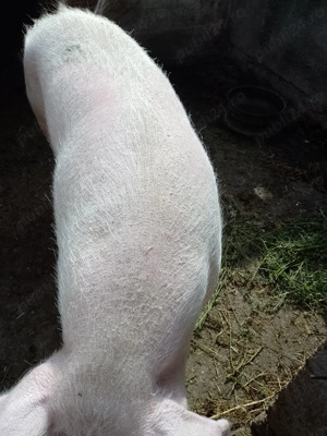 Vand porci pentru taiat - imagine 5 Vand porci pentru taiat - imagine 5