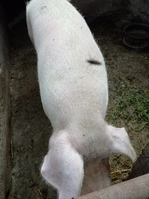Vand porci pentru taiat - imagine 4 Vand porci pentru taiat - imagine 4