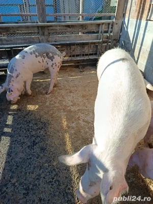 vând porci - imagine 5 vând porci - imagine 5