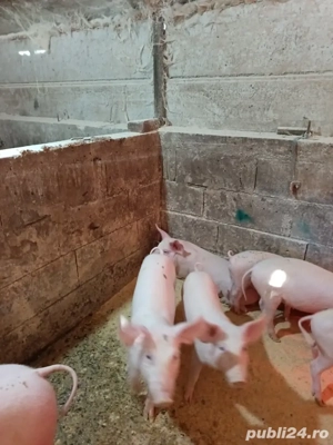 vând purei - imagine 2