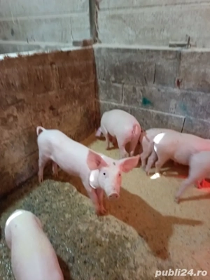 vând purei - imagine 3