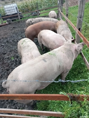 porci de craciun ,rezervari  - imagine 2