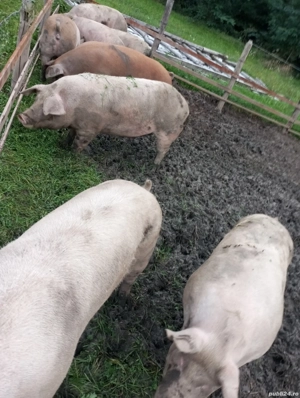 porci de craciun ,rezervari 