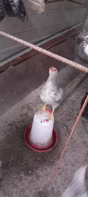 Pui de casă de vânzare  - imagine 5