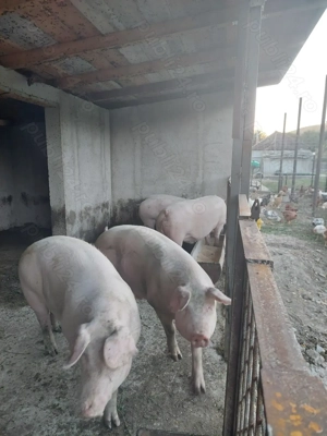 Vand porci 100 kg - imagine 2 Vand porci 100 kg - imagine 2