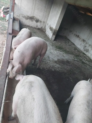 Vand porci 100 kg - imagine 3 Vand porci 100 kg - imagine 3