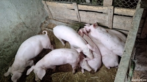 Purcei de vânzare - imagine 2 Purcei de vânzare - imagine 2