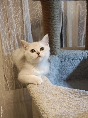 motănel british shorthair silver chinchila