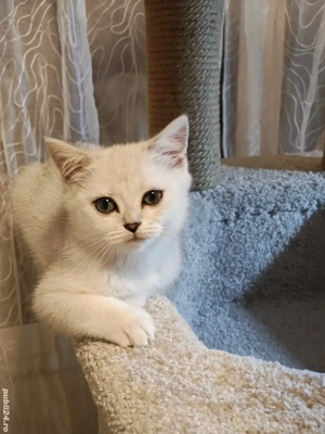motănel british shorthair silver chinchila  - imagine 2