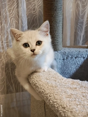 motănel british shorthair silver chinchila  - imagine 3