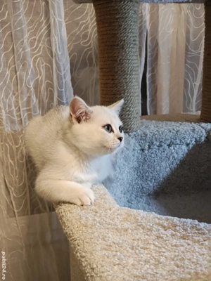 Motanel british shorthair chinchila silver