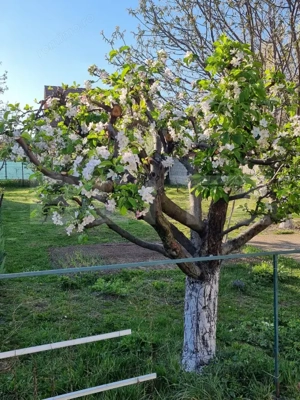  Casă cu etaj de vânzare în Ghimbav, Brașov – zonă liniștită, teren 800MP - imagine 3