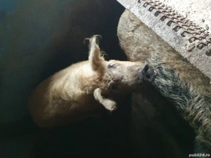 vând porci mangalița și marele alb - imagine 5