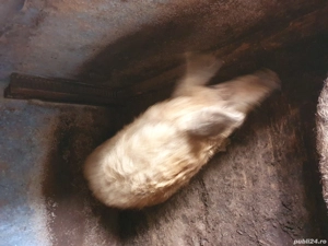 vând porci mangalița și marele alb - imagine 3