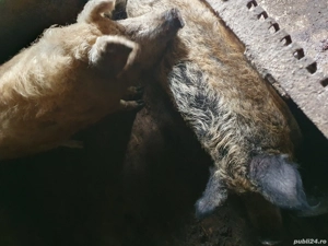vând porci mangalița și marele alb