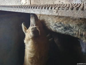 vând porci mangalița și marele alb - imagine 2