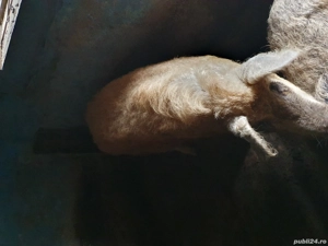 vând porci mangalița și marele alb - imagine 4