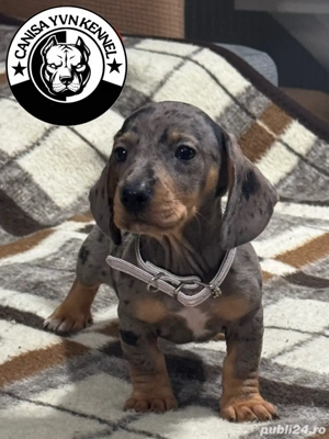 mascul teckel arlequin - imagine 5 mascul teckel arlequin - imagine 5