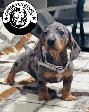 mascul teckel arlequin - imagine 3 mascul teckel arlequin - imagine 3