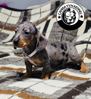 mascul teckel arlequin - imagine 2 mascul teckel arlequin - imagine 2