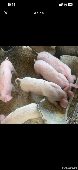 purcei 8 saptamani  - imagine 2