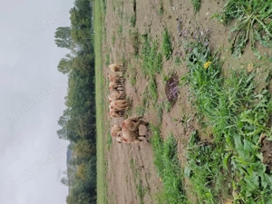 Oi de vanzare 12 bucati 450 lei bucata  - imagine 2