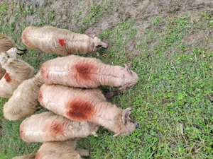 Oi de vanzare 12 bucati 450 lei bucata  - imagine 4