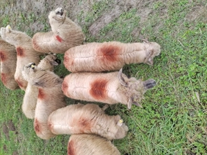 Oi de vanzare 12 bucati 450 lei bucata  - imagine 3