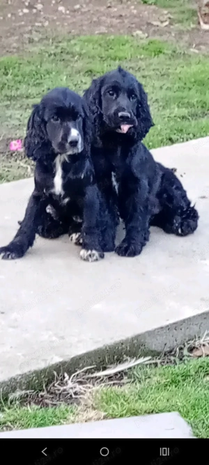 Vând cocker spaniel
