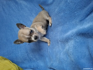 chihuahua mini oradea