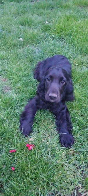 Vând cocker spaniel - imagine 2