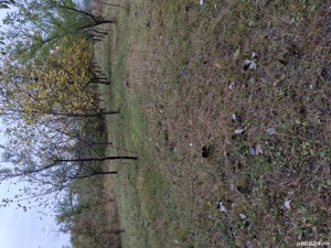 Vând livadă tânără mixtă pe rod  - imagine 5