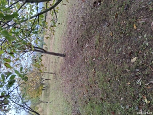 Vând livadă tânără mixtă pe rod  - imagine 3