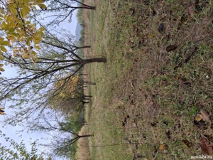 Vând livadă tânără mixtă pe rod  - imagine 4