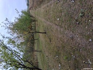 Vând livadă tânără mixtă pe rod  - imagine 2