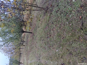 Vând livadă tânără mixtă pe rod  - imagine 8