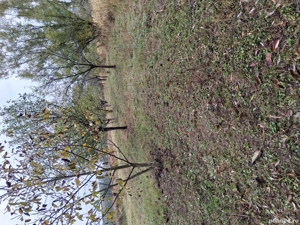 Vând livadă tânără mixtă pe rod  - imagine 7