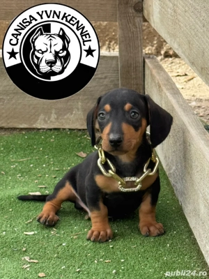 mascul teckel - imagine 2 mascul teckel - imagine 2