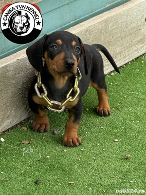 mascul teckel - imagine 4 mascul teckel - imagine 4