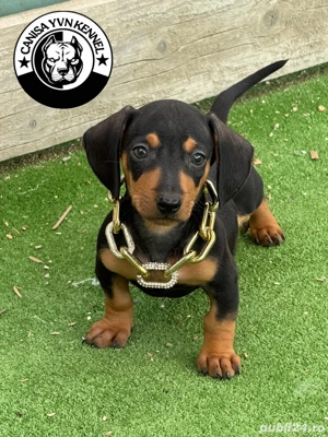 mascul teckel - imagine 3 mascul teckel - imagine 3