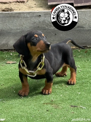 mascul teckel - imagine 5 mascul teckel - imagine 5